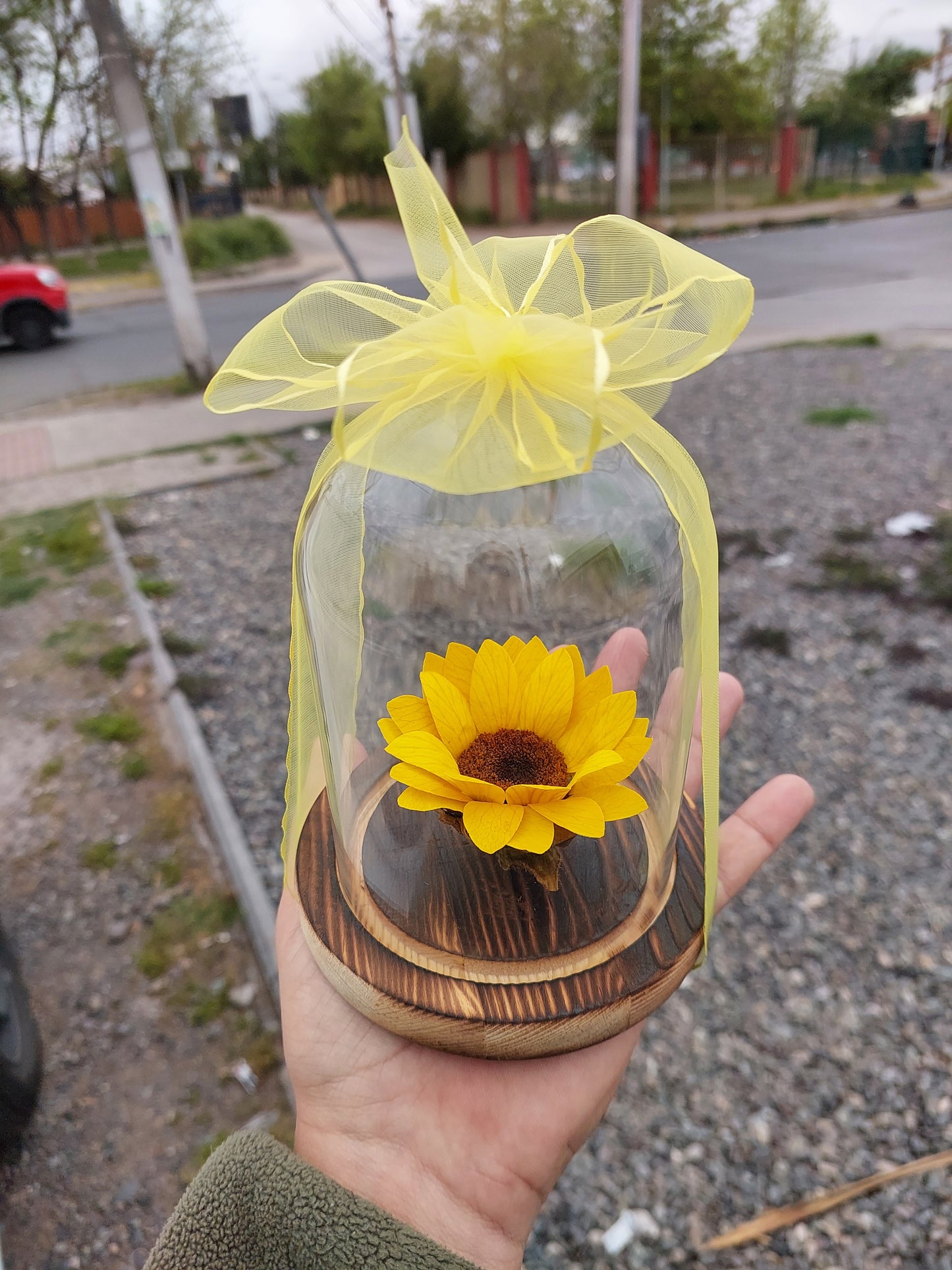 Girasol Natural Preservado - Girasol Eterno en Cúpula de Cristal
