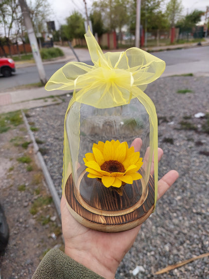 Girasol Natural Preservado - Girasol Eterno en Cúpula de Cristal