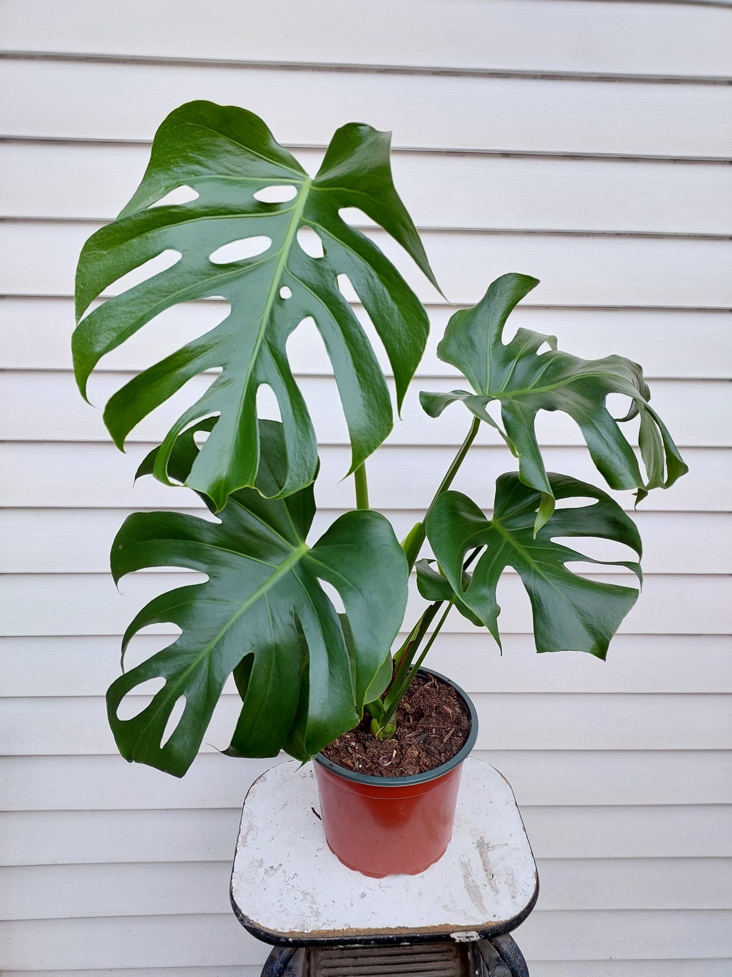 Philodendro Monstera Deliciosa Talla L - 77+ cm.