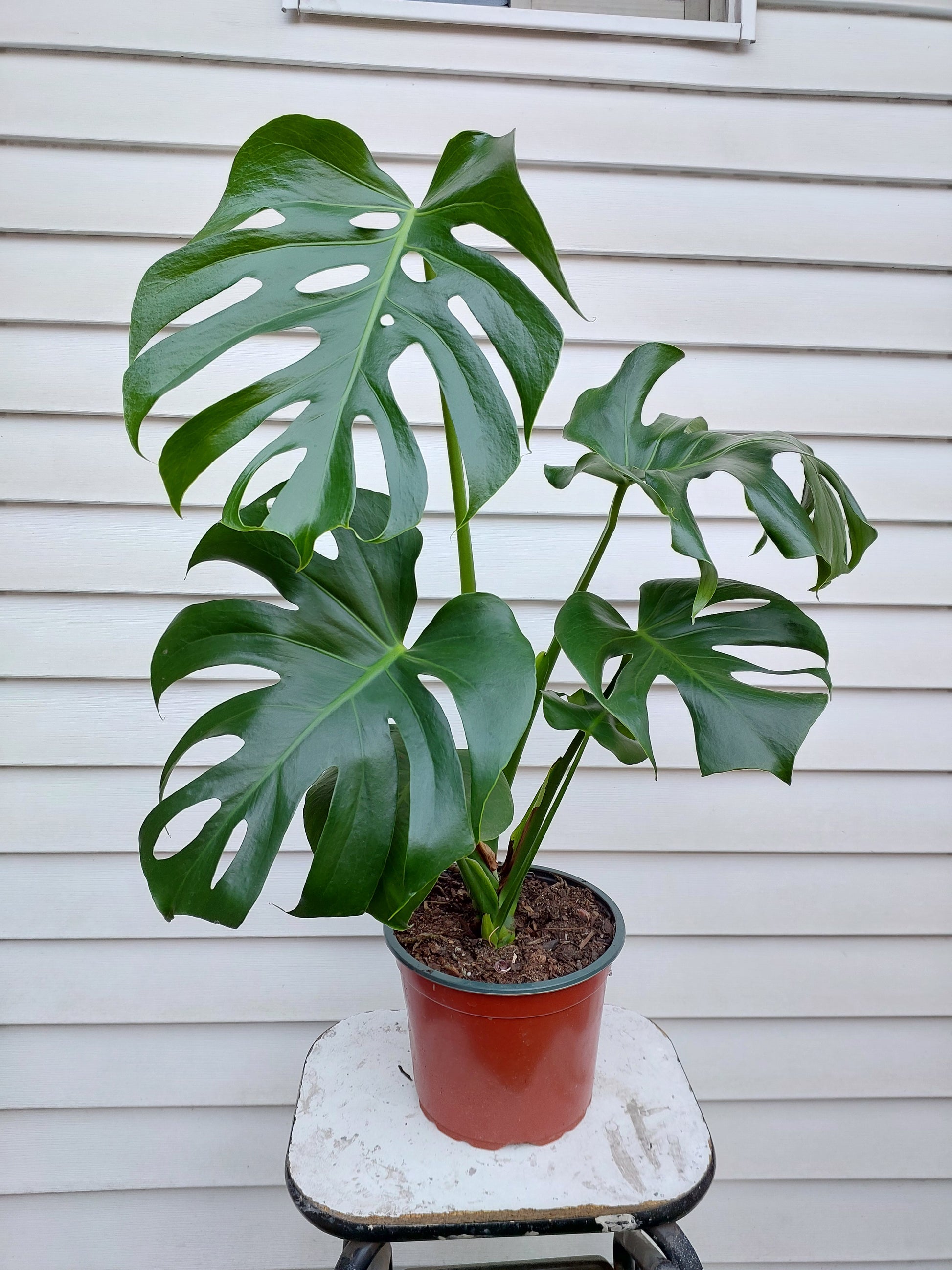 plantas monstera deliciosa Monstera Deliciosa | Plantas a Domicilio