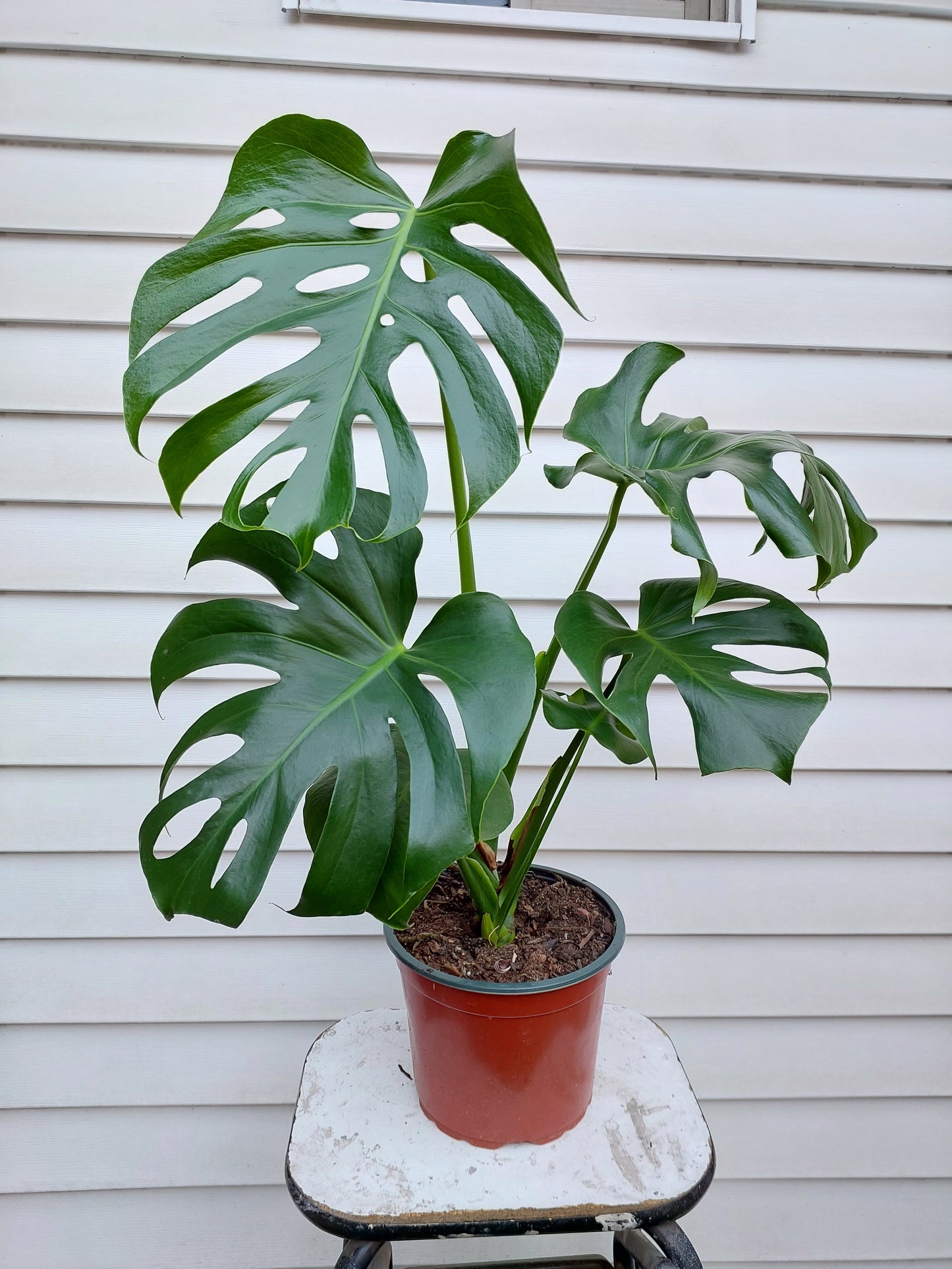 Philodendro Monstera Deliciosa Talla L - 77+ cm.