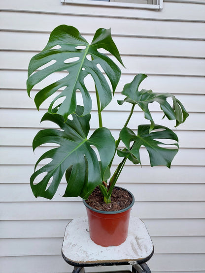Philodendro Monstera Deliciosa Talla L - 77+ cm.