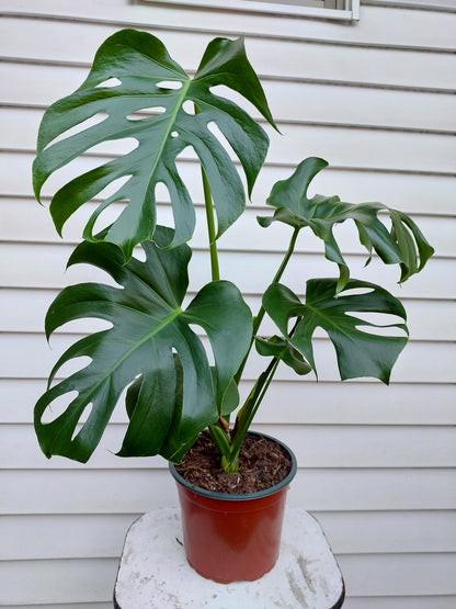 Philodendro Monstera Deliciosa Talla L - 77+ cm.