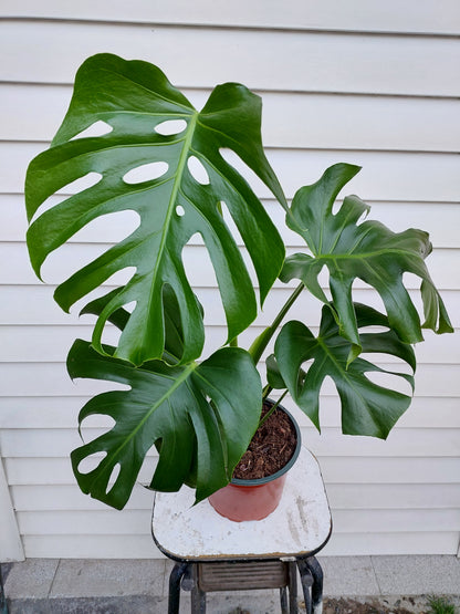 Philodendro Monstera Deliciosa Talla L - 77+ cm.