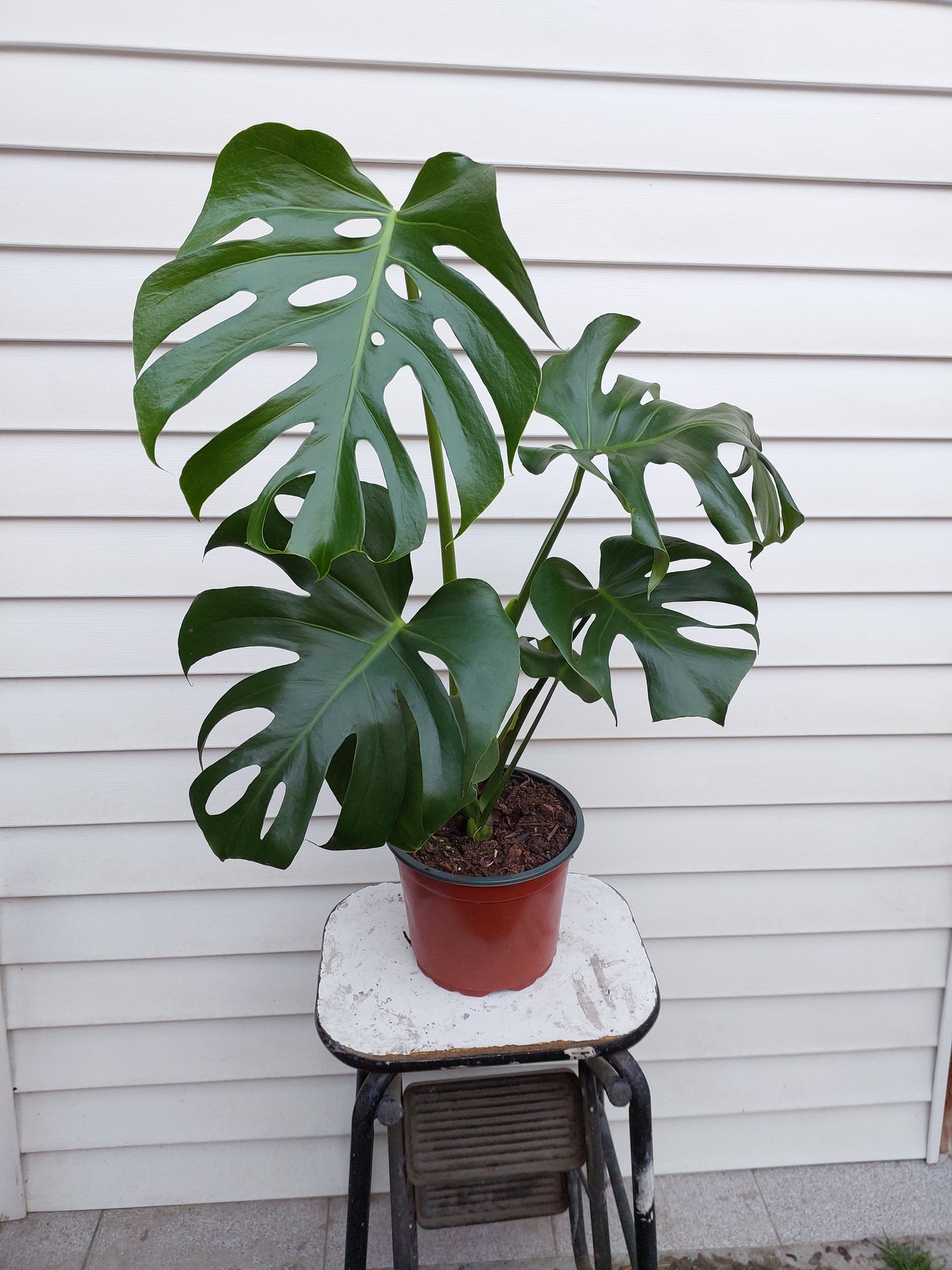 Philodendro Monstera Deliciosa Talla L - 77+ cm.