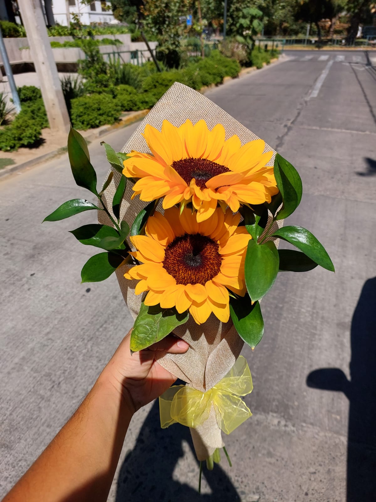 Ramo 2 Girasoles y Ruscus en Arpillera