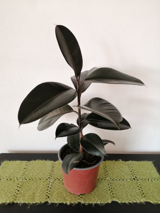 Gomero Burgundy - Ficus Elástica 60 cm.
