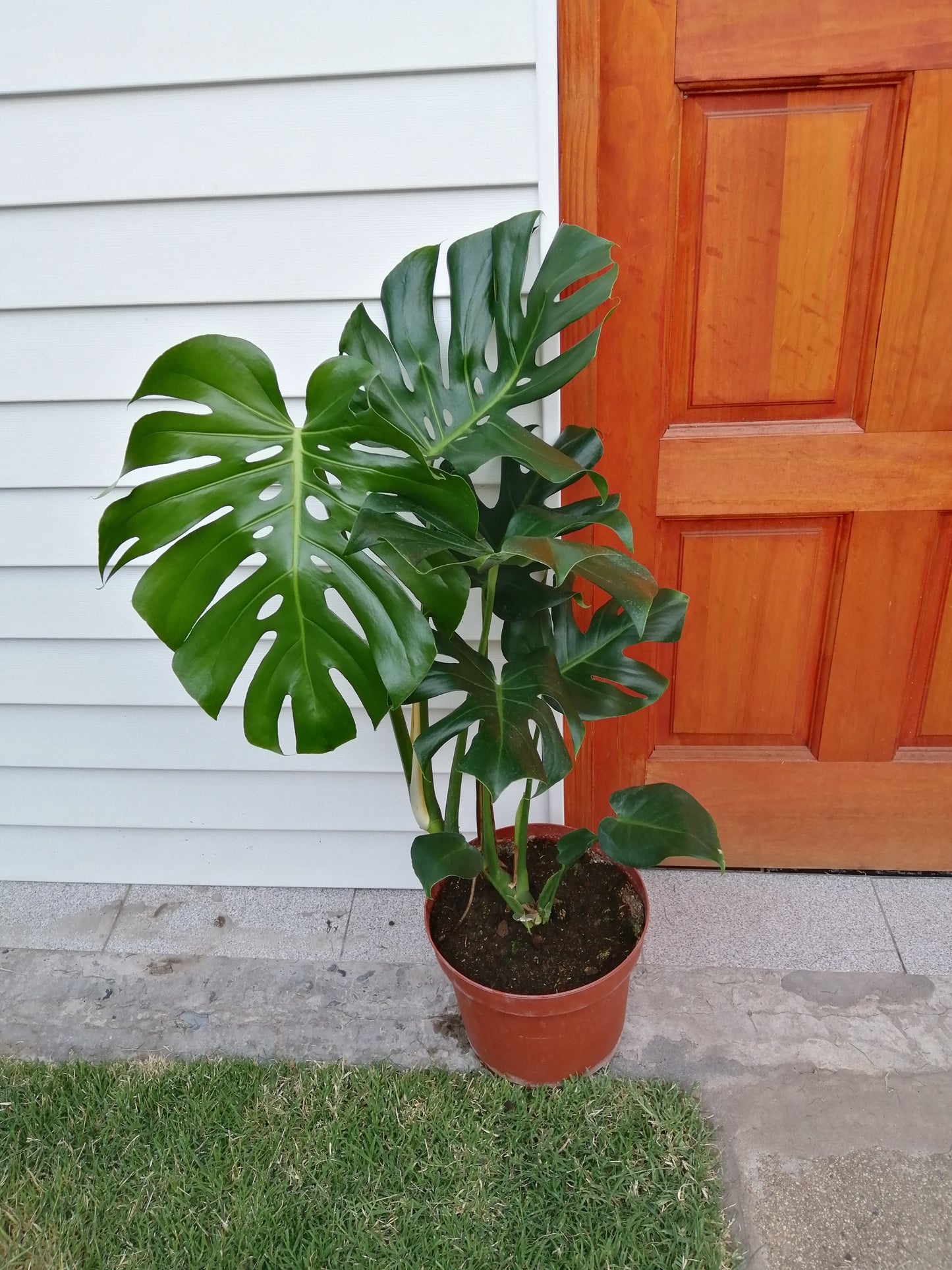 Philodendro Monstera Deliciosa Talla L - Costilla de Adán 80 cm.